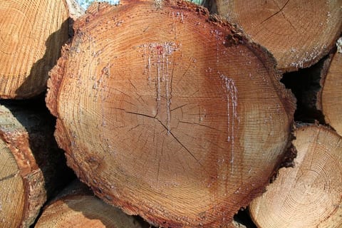 Walnut cross-section — growth rings, raw material for panels and veneer